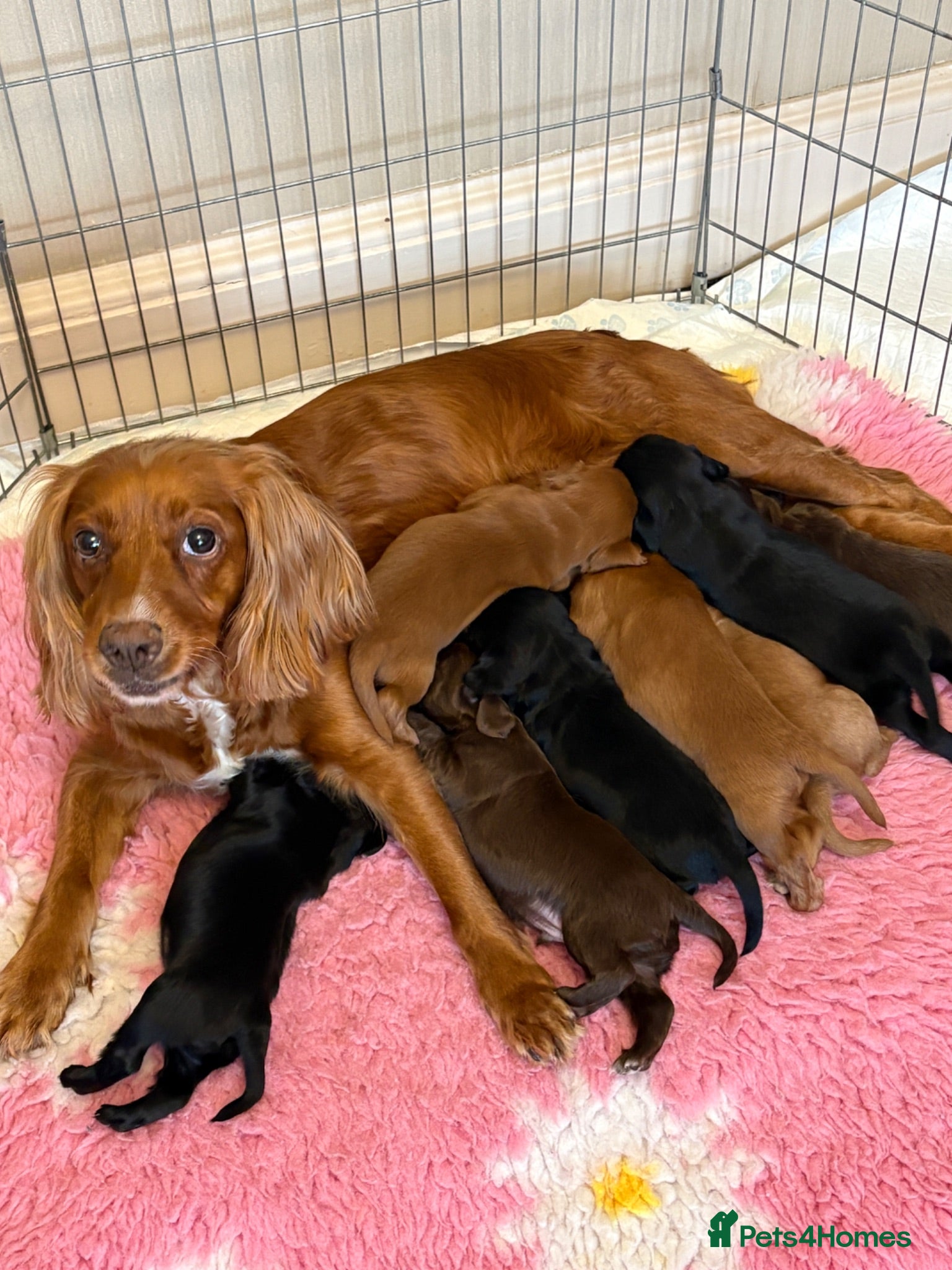 Cocker Spaniel dogs 8 cocker spaniel puppies for sale  - Advert 2