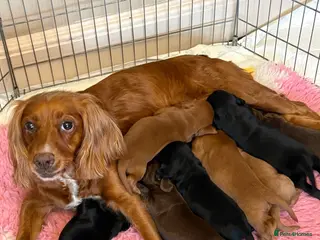 Cocker Spaniel dogs 8 cocker spaniel puppies for sale - Advert 1
