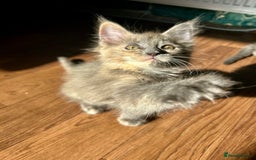 Maine Coon cats for sale: READY NOW! Maine Coon Kittens 🌹 - Image 8