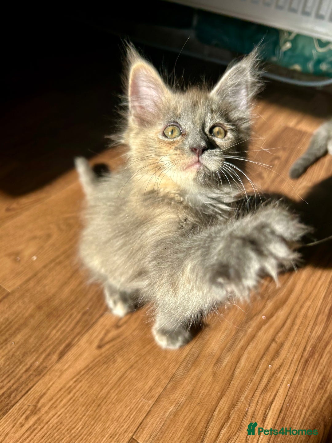 Maine Coon cats for sale: READY NOW! Maine Coon Kittens 🌹 - Image 8