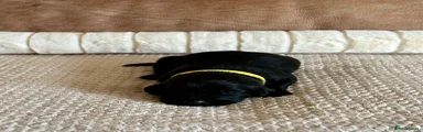 Labrador Retriever 10