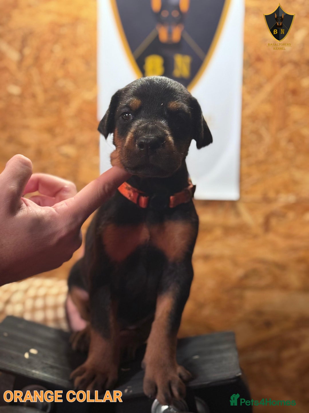 Dobermann dogs for sale: 🐾 Dobermann puppies/KC reg🐾 Top Pedigree - Advert 34