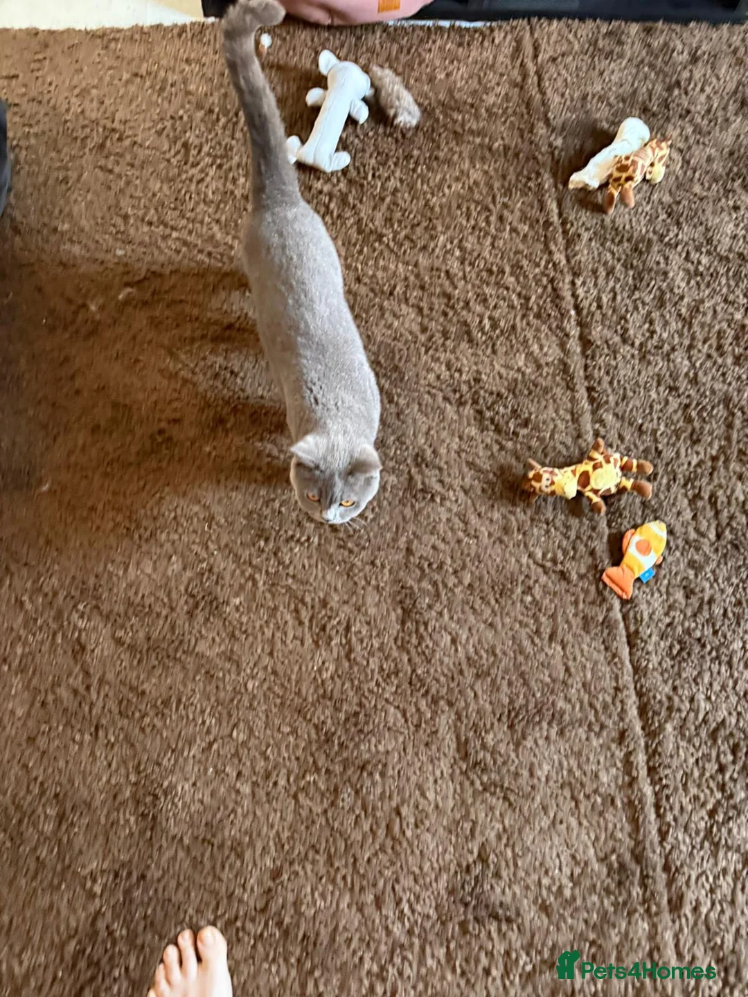 British Shorthair cats for sale: Beautiful purebred British Shorthair female cat - Advert 5