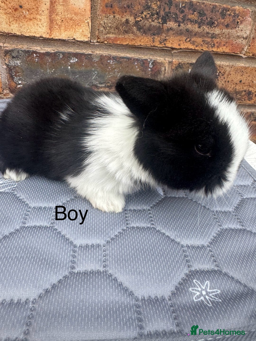 Mini Lop rabbits for sale: Pure mini lops  - Image 11