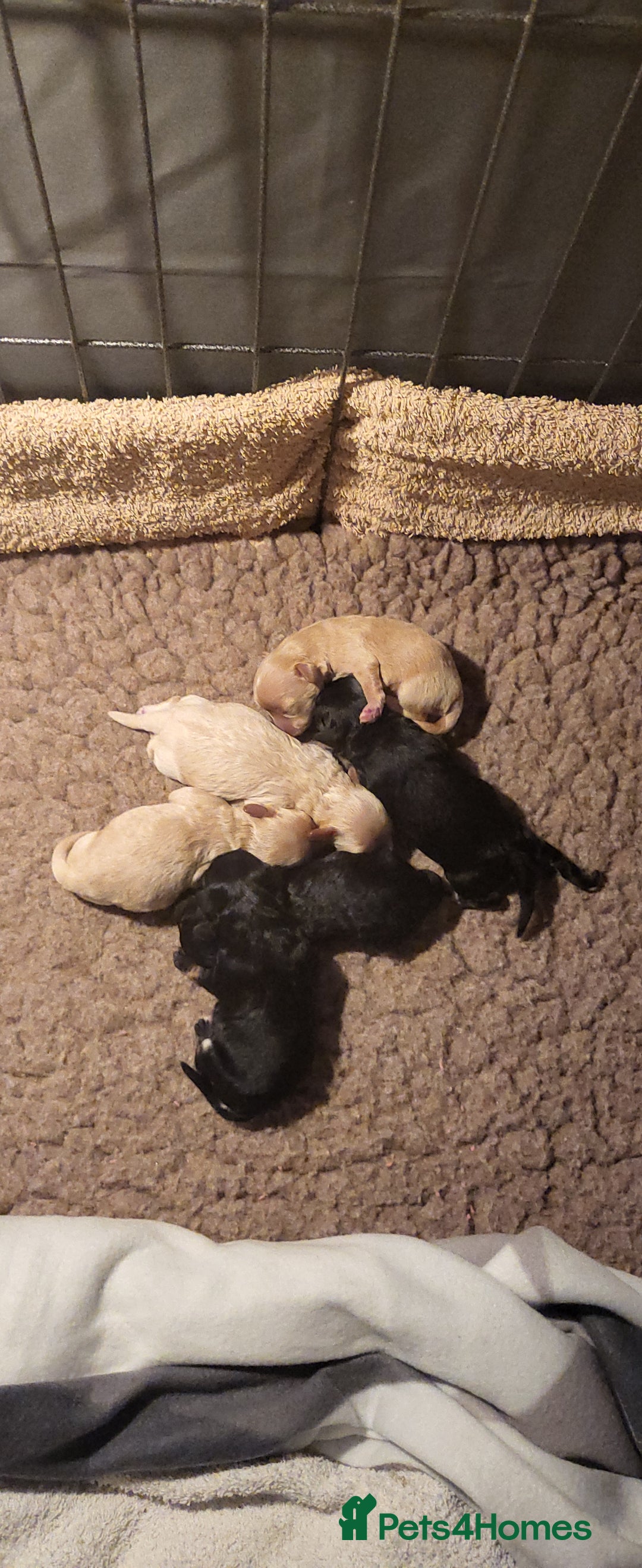 Maltipoo dogs for sale:  Adorable Maltipoo Puppies Ready Soon! 🐾 - Image 2
