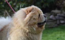 Chow Chow dogs for stud: KC registered Cream Hungarian Import at Stud - Image 7