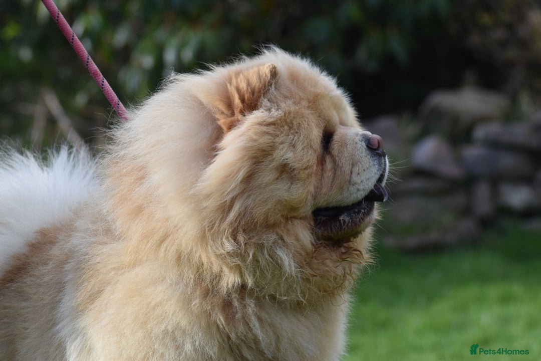 Chow Chow dogs for stud: KC registered Cream Hungarian Import at Stud - Image 7