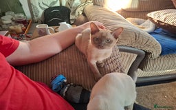 Burmese cats for sale: Beautiful Burmese BOYS - Image 3