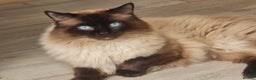 Ragdoll cats for stud: 🏆Champion🏆 Ragdoll for stud in Daventry - Advert 4