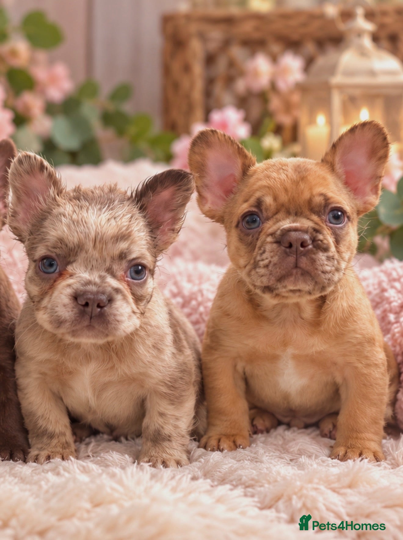 French Bulldog dogs for sale: french bulldogs READY TO LEAVE  - Advert 1