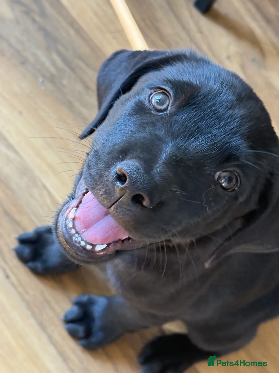Mixed Breed dogs for sale: Beautiful lab x Rottweiler pups 9 weeks old in Scunthorpe - Advert 2