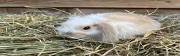 Mini Lop rabbits for sale: Gorgeous pure Mini lops  - Advert 5