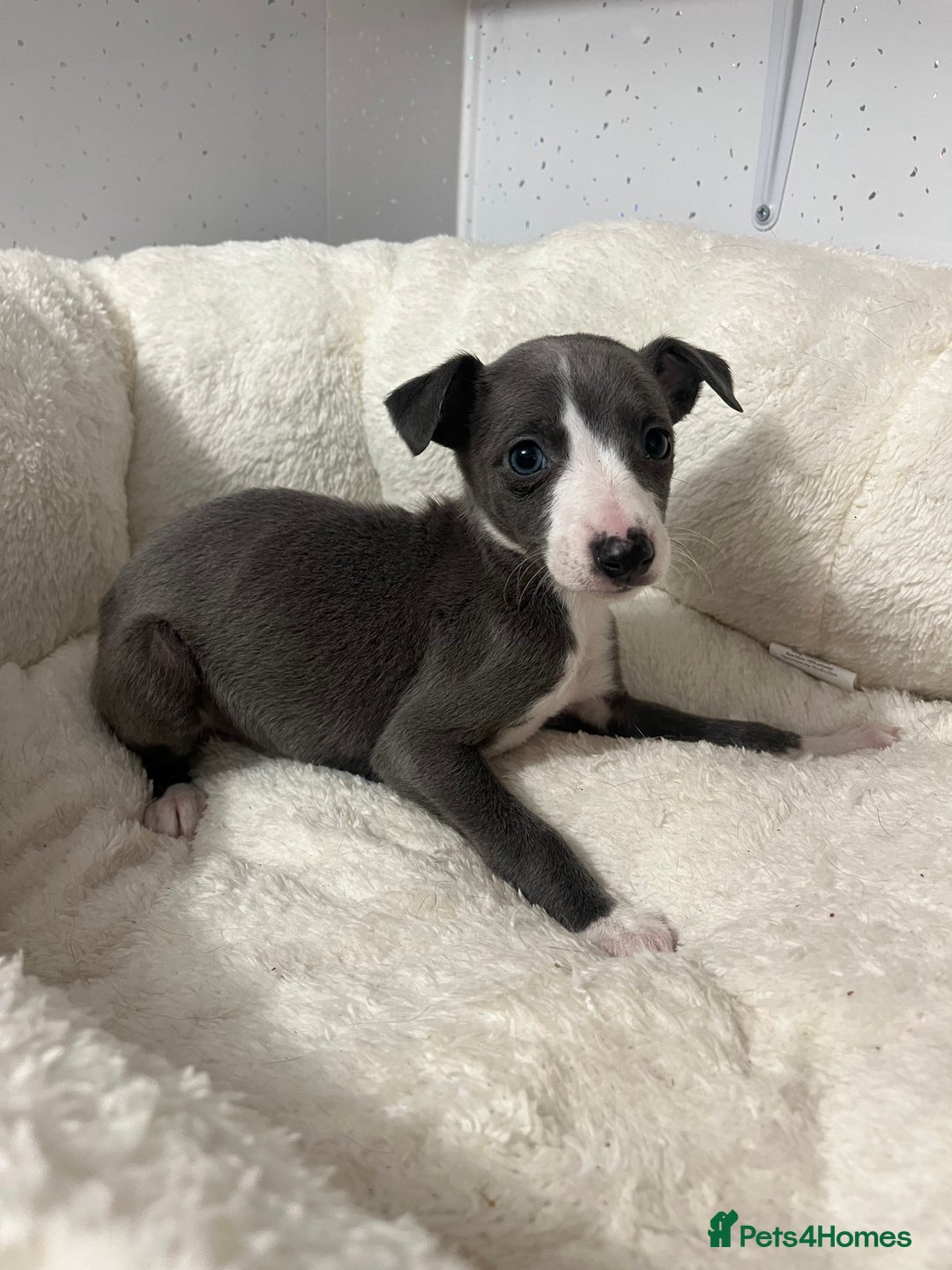 Whippet dogs for sale: Whippet  - Advert 6