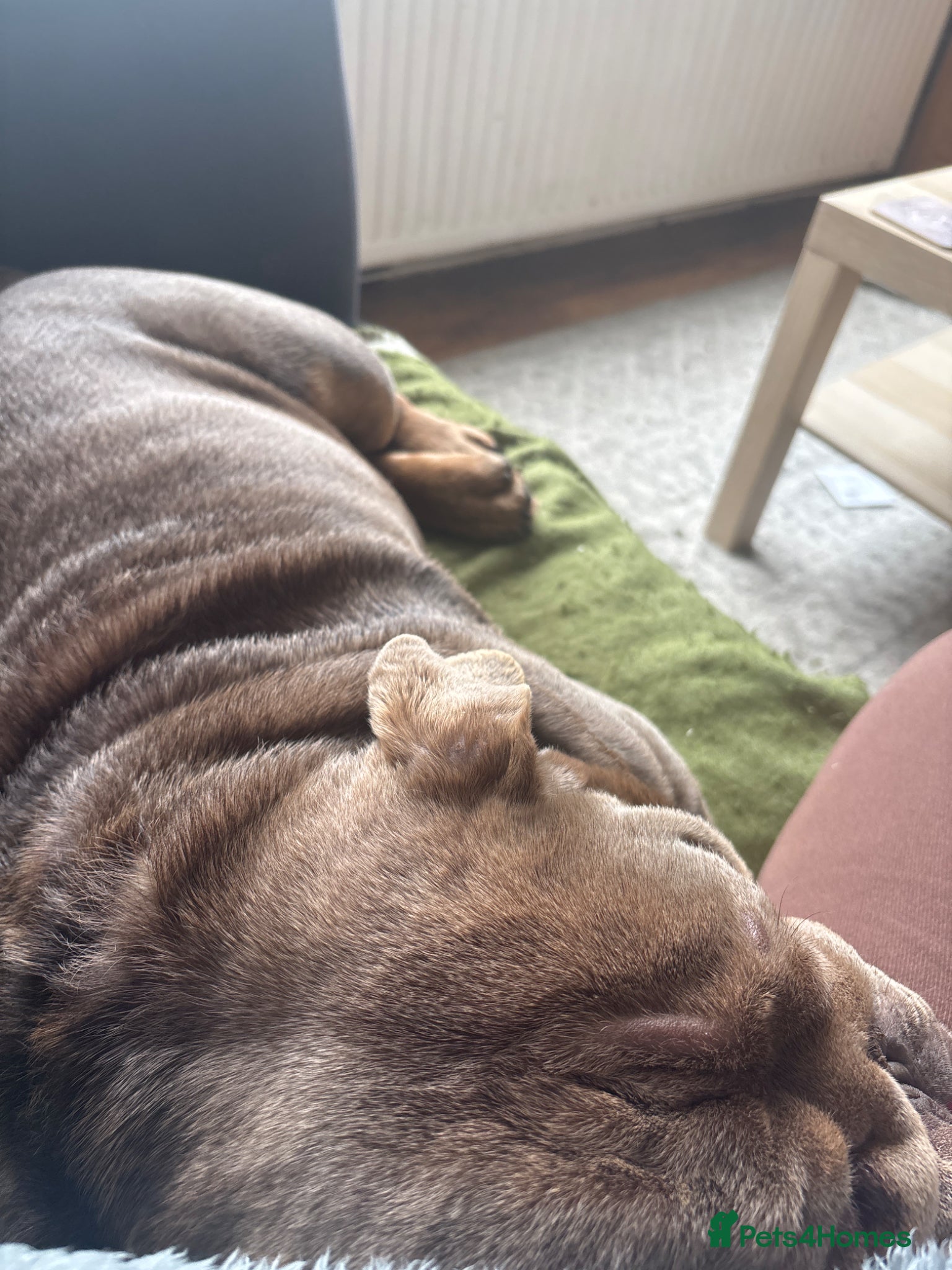 English Bulldog dogs for sale: English bulldog needs forever home - Advert 4
