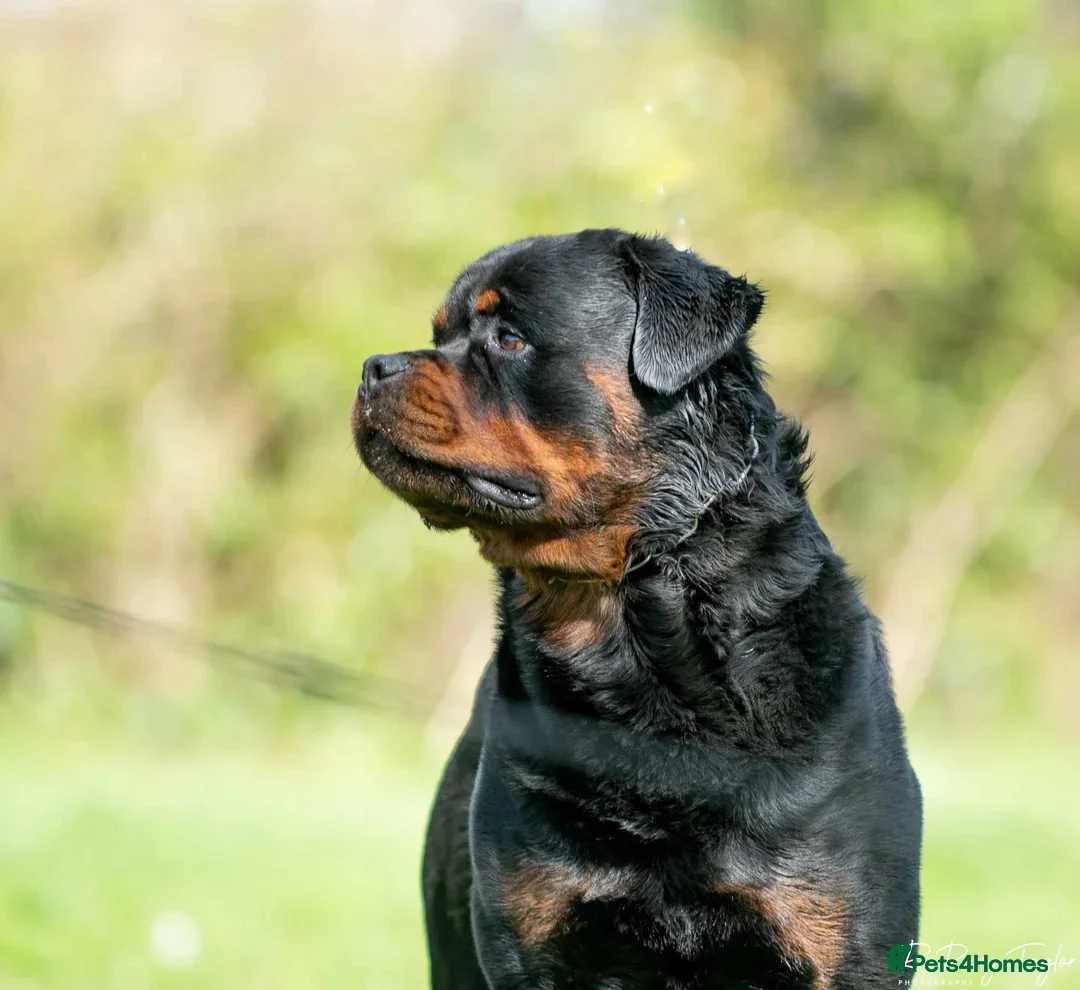 Rottweiler dogs for sale: Rottweiler puppies  - Advert 2
