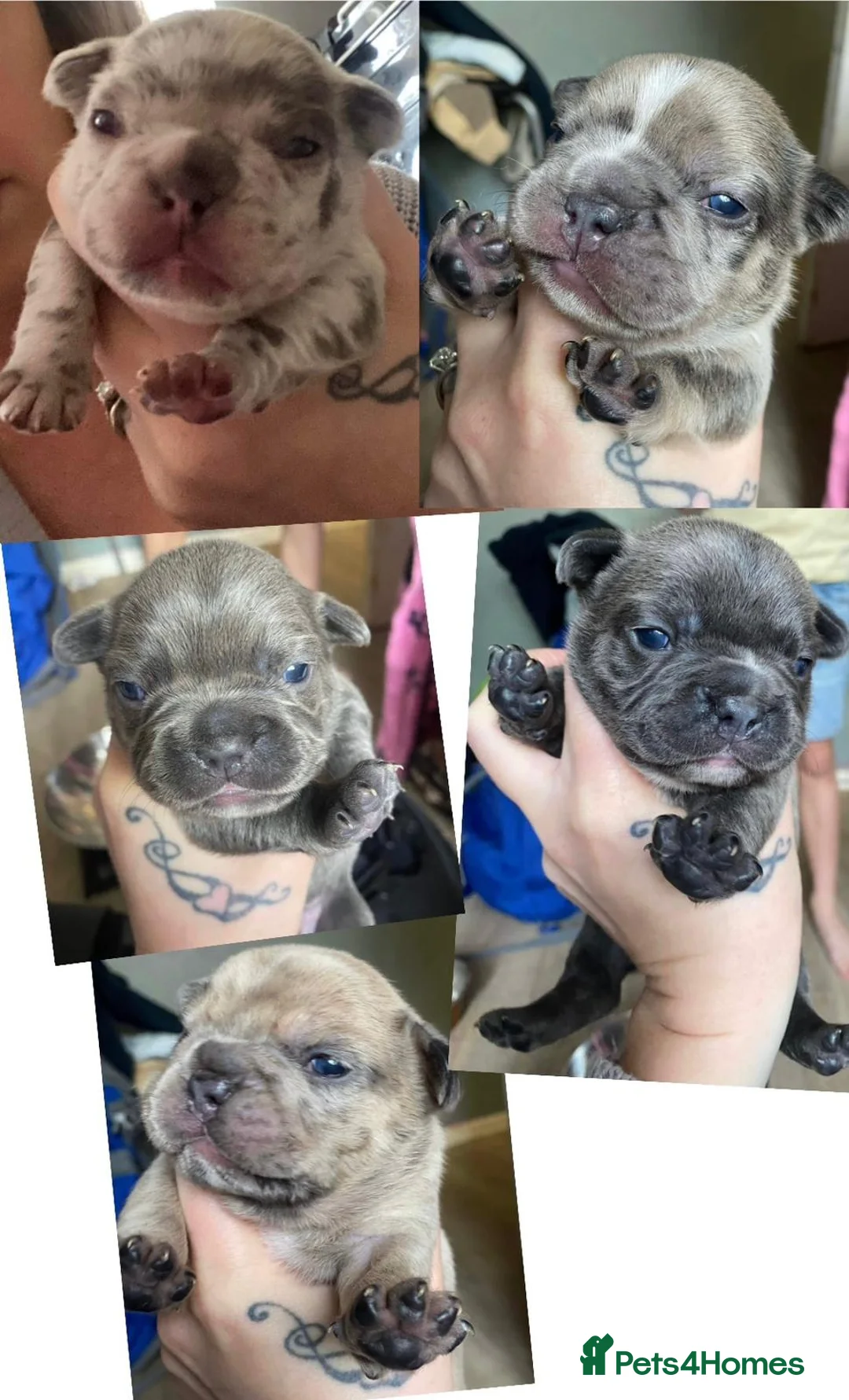French Bulldog dogs for stud: Rfg tested aa lilac quad fluffy carrying testable in Sheffield - Advert 19