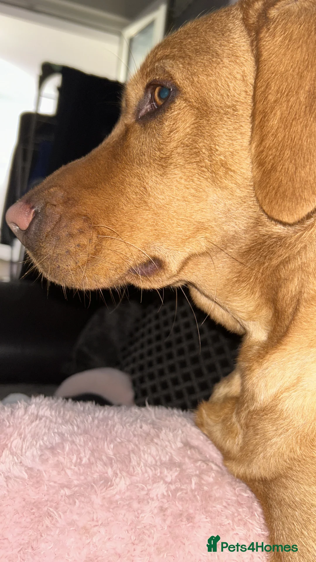 Labrador Retriever dogs for sale: KC Registered Labrador Fox Red Puppies - Advert 6