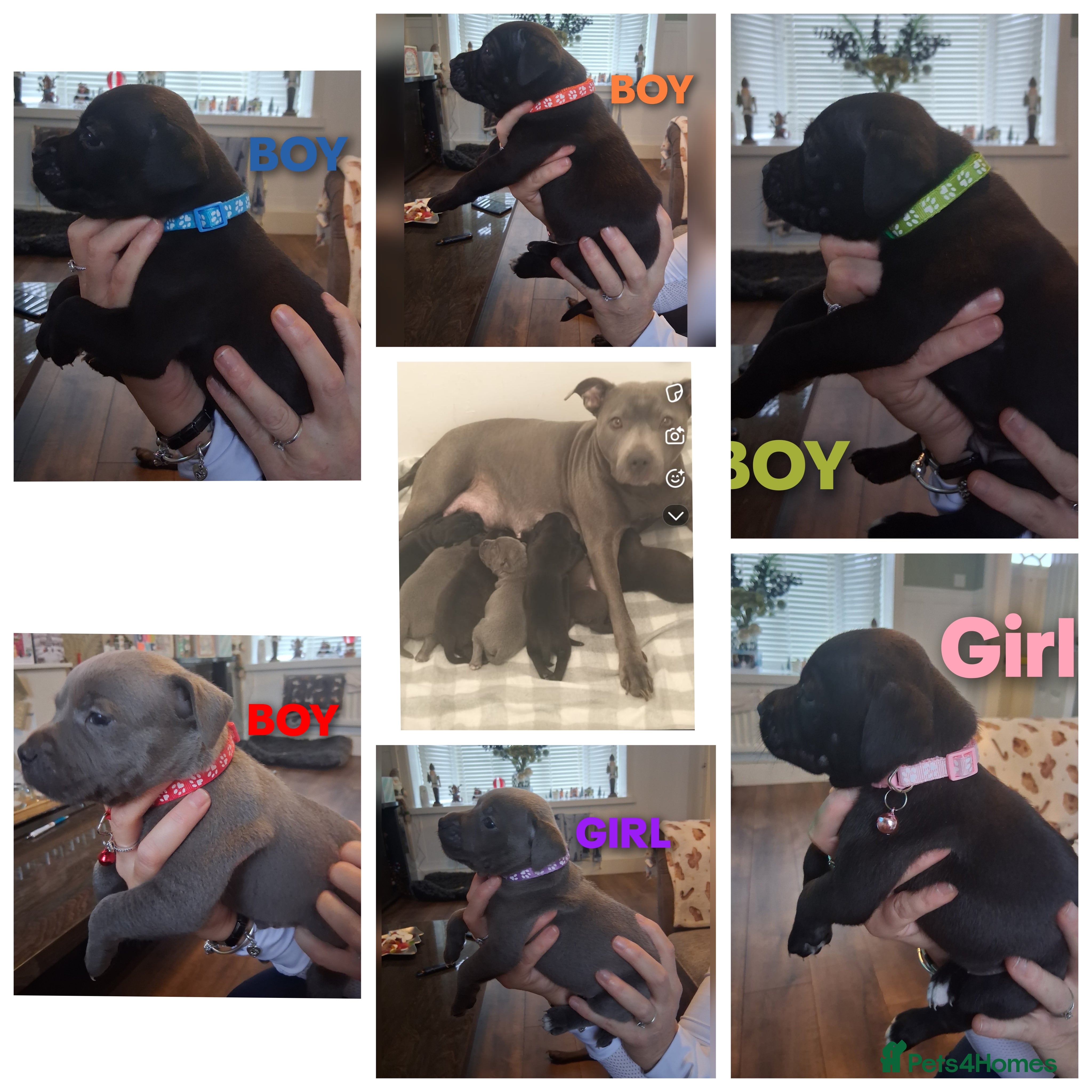 Staffordshire Bull Terrier dogs Staffordshire bull terrier puppies  - Advert 1