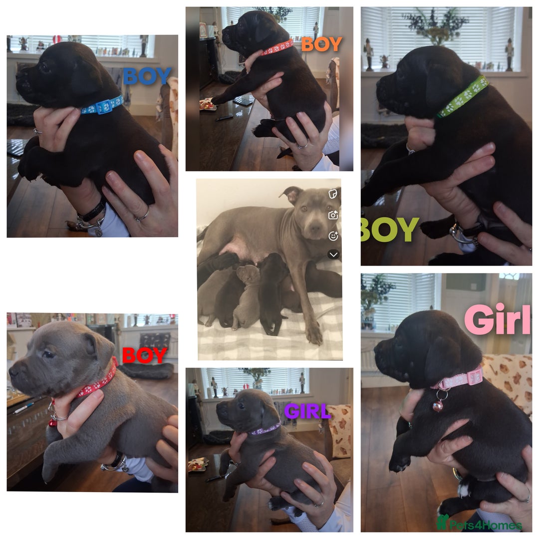 Staffordshire Bull Terrier dogs for sale: Staffordshire bull terrier puppies  - Advert 1