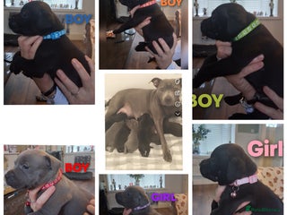 Staffordshire Bull Terrier dogs Staffordshire bull terrier puppies - Advert 1