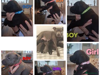 Staffordshire Bull Terrier dogs Staffordshire bull terrier puppies - Advert 2