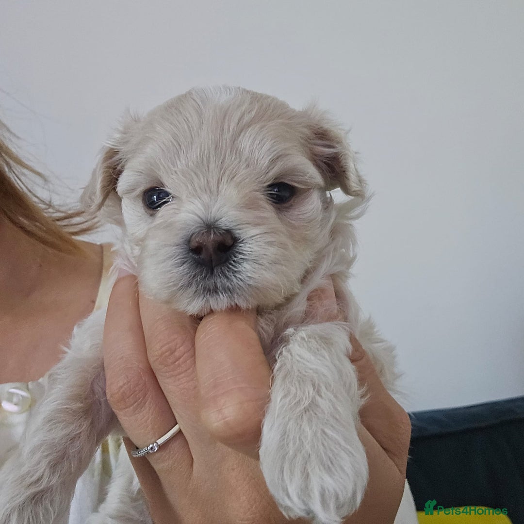 Maltipoo dogs for sale: 🐾 🐾3 Beautiful Maltipoo Girls Available! 🐾 - Image 17