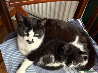 Mixed Breed cats Kittens - Free to a good home - Advert 1