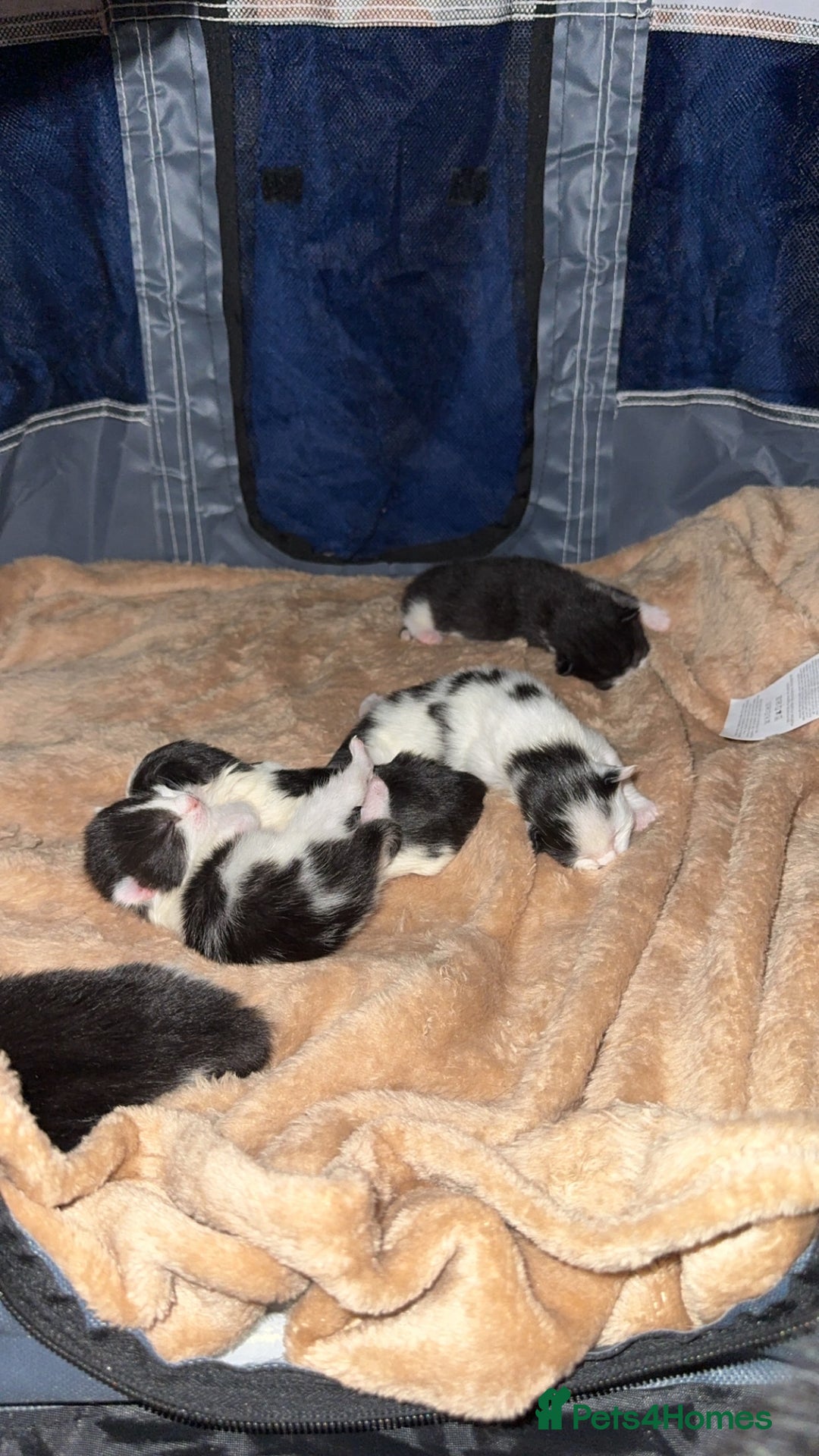 British Longhair cats for sale: Black and white long hair kittens for sale - Advert 1