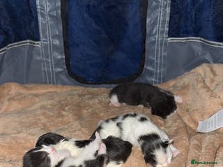 British Longhair cats Black and white long hair kittens for sale - Advert 2