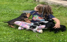 Cocker Spaniel dogs for sale: Stunning small cocker spaniel puppies - Image 5