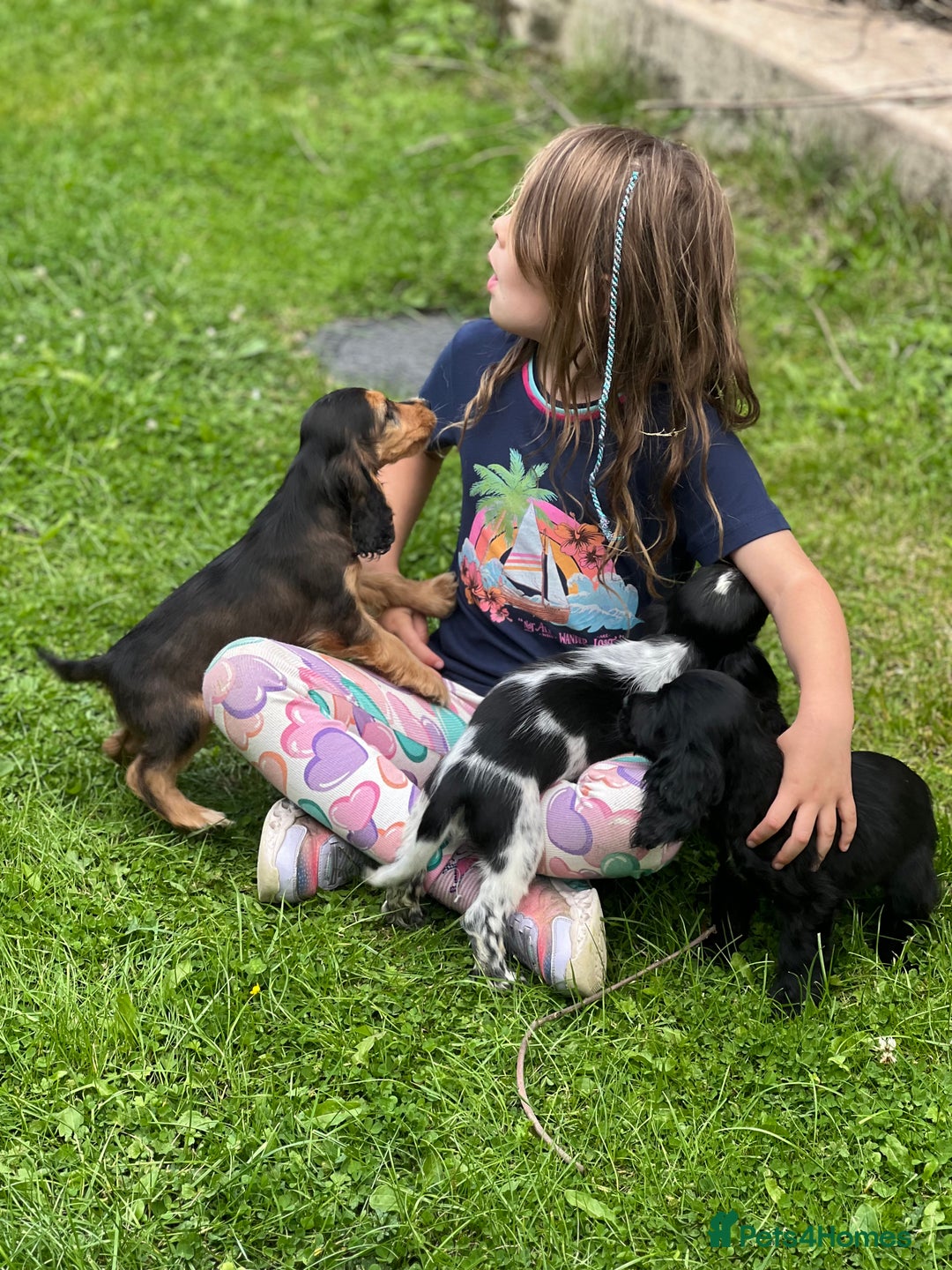 Cocker Spaniel dogs for sale: Stunning small cocker spaniel puppies - Image 5