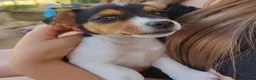 Jack Russell dogs for sale: Fast Feet, Bright Minds & Loving Hearts in Glasgow - Advert 8