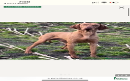 Hungarian Vizsla dogs for sale: PEDIGREE VIZSLA PUPS HIP & ELBOW TESTED PARENTS   - Image 6
