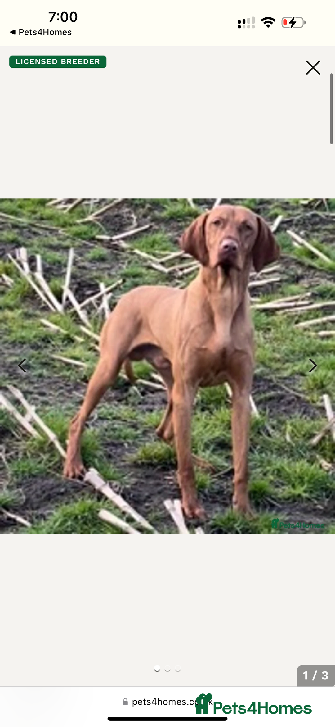 Hungarian Vizsla dogs for sale: PEDIGREE VIZSLA PUPS HIP & ELBOW TESTED PARENTS   - Image 6
