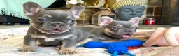 French Bulldog dogs for sale: 2 LEFT!! TOP QUALITY FRENCH BULLDOG PUPPIES - Advert 29