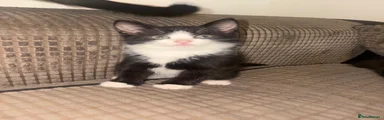 Domestic Shorthair 3