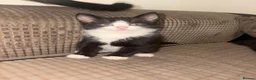 Domestic Shorthair cats for sale:  🐾 Black and white domestic shorthairs - Advert 2