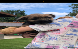 Border Terrier dogs for sale: 2 boys KC Border Terrier Pups SLEM CLEAR  - Image 1