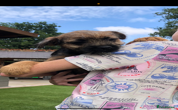 Border Terrier dogs - Advert 5