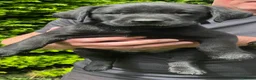 Labrador Retriever dogs for sale: RKC Black Labrador Puppies for Sale - Advert 11