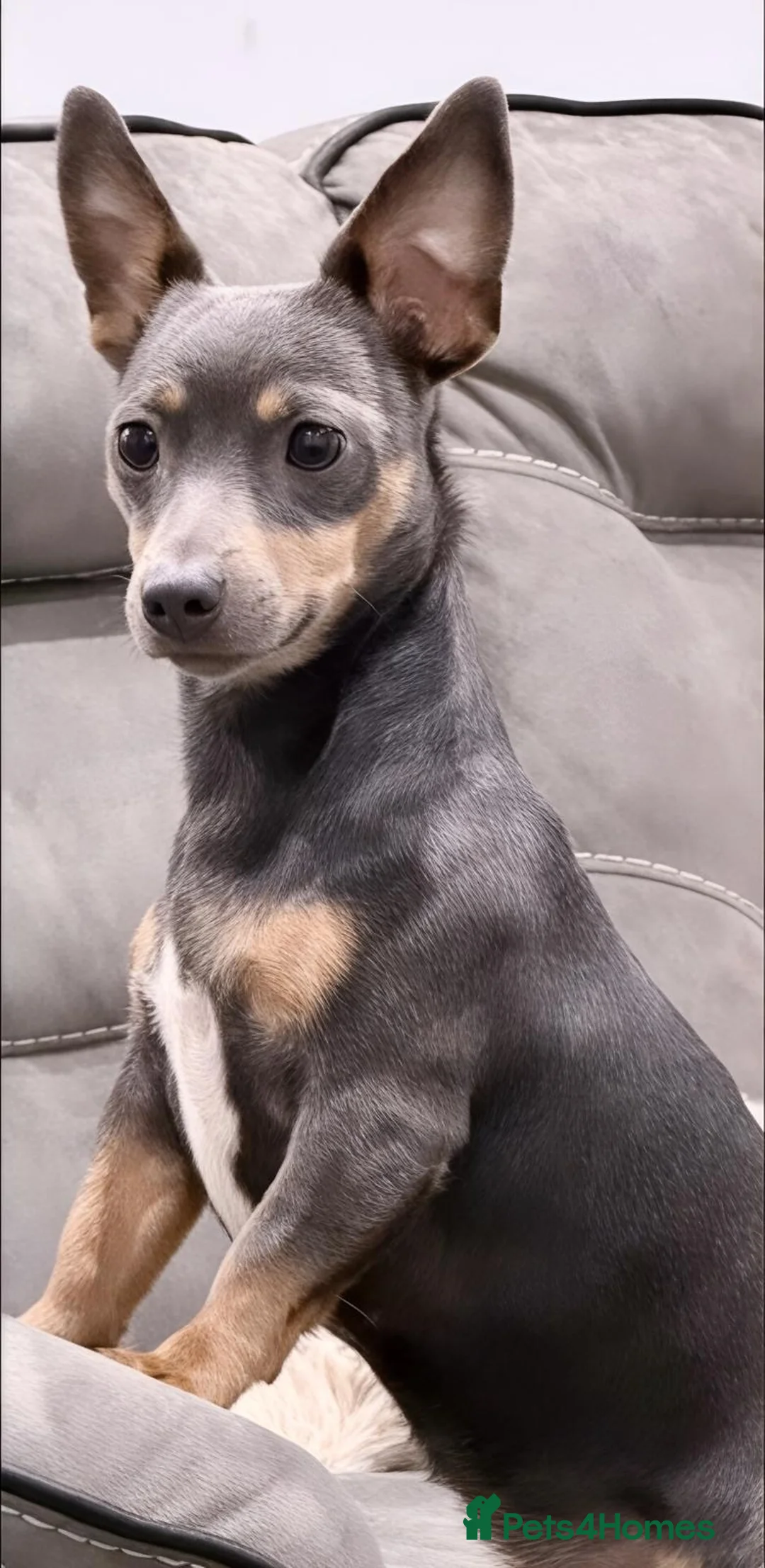 Jack Russell dogs for sale: Jack Russell Puppies – Chocolate, Blue & Lilac - Advert 2