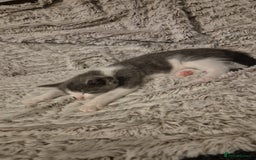 Mixed Breed cats for sale: 2 gorgeous mixed colour boys - Image 5