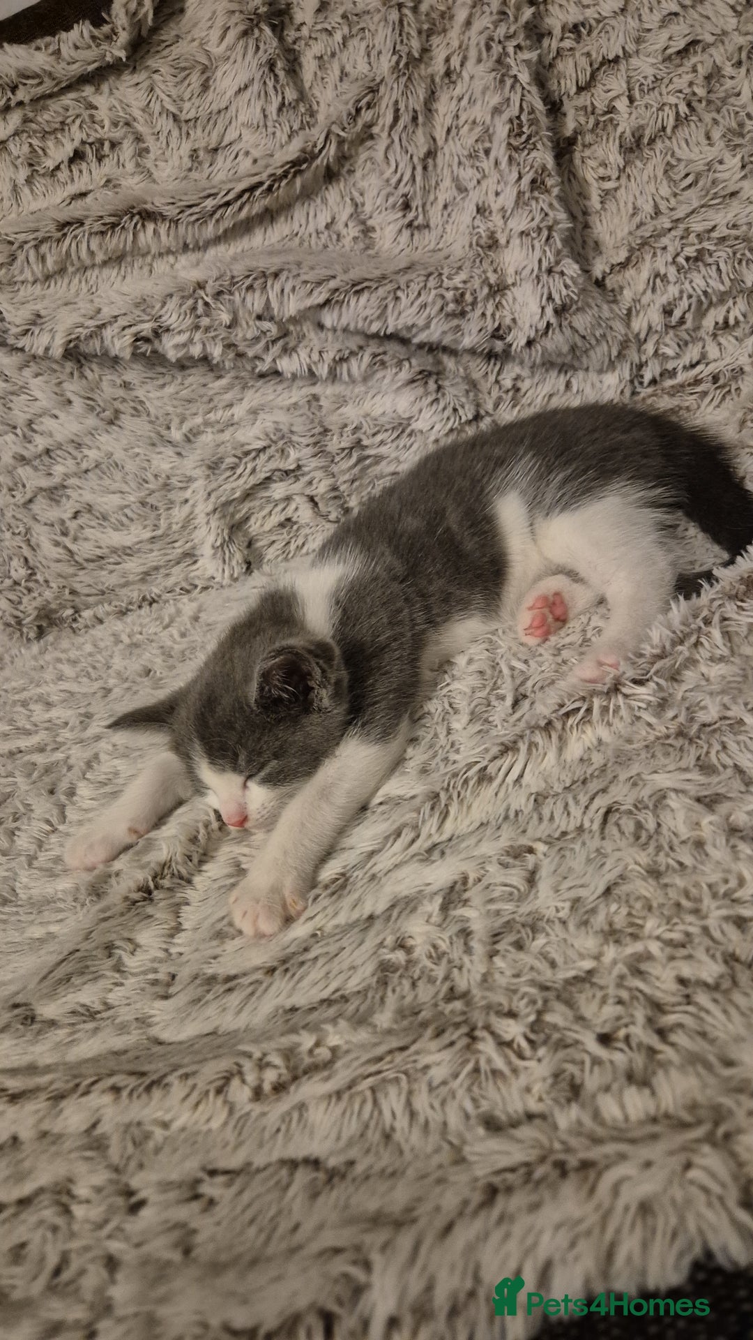 Mixed Breed cats for sale: 2 gorgeous mixed colour boys - Image 5
