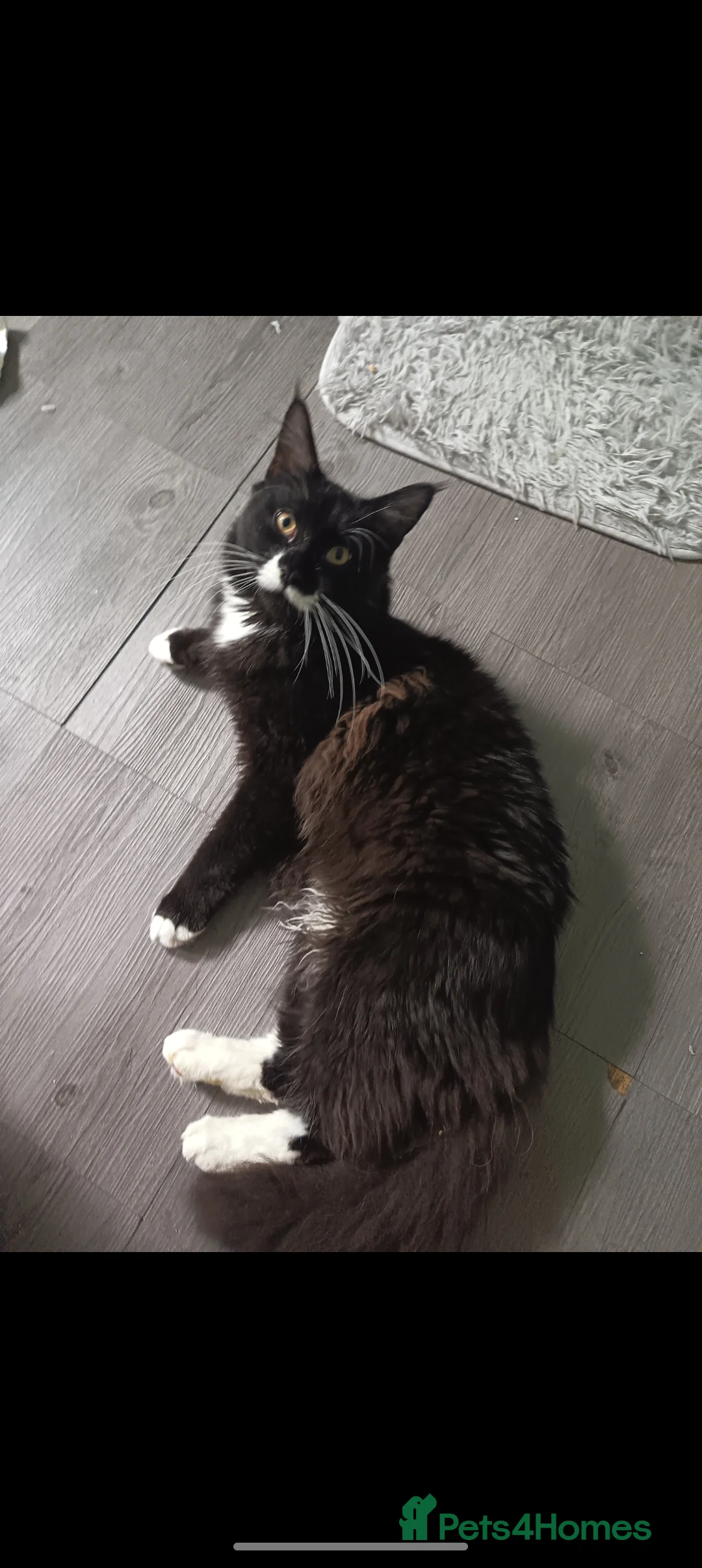 Maine Coon cats for sale: Beautiful Black Smoke Maine Coon Kitten  - Advert 8