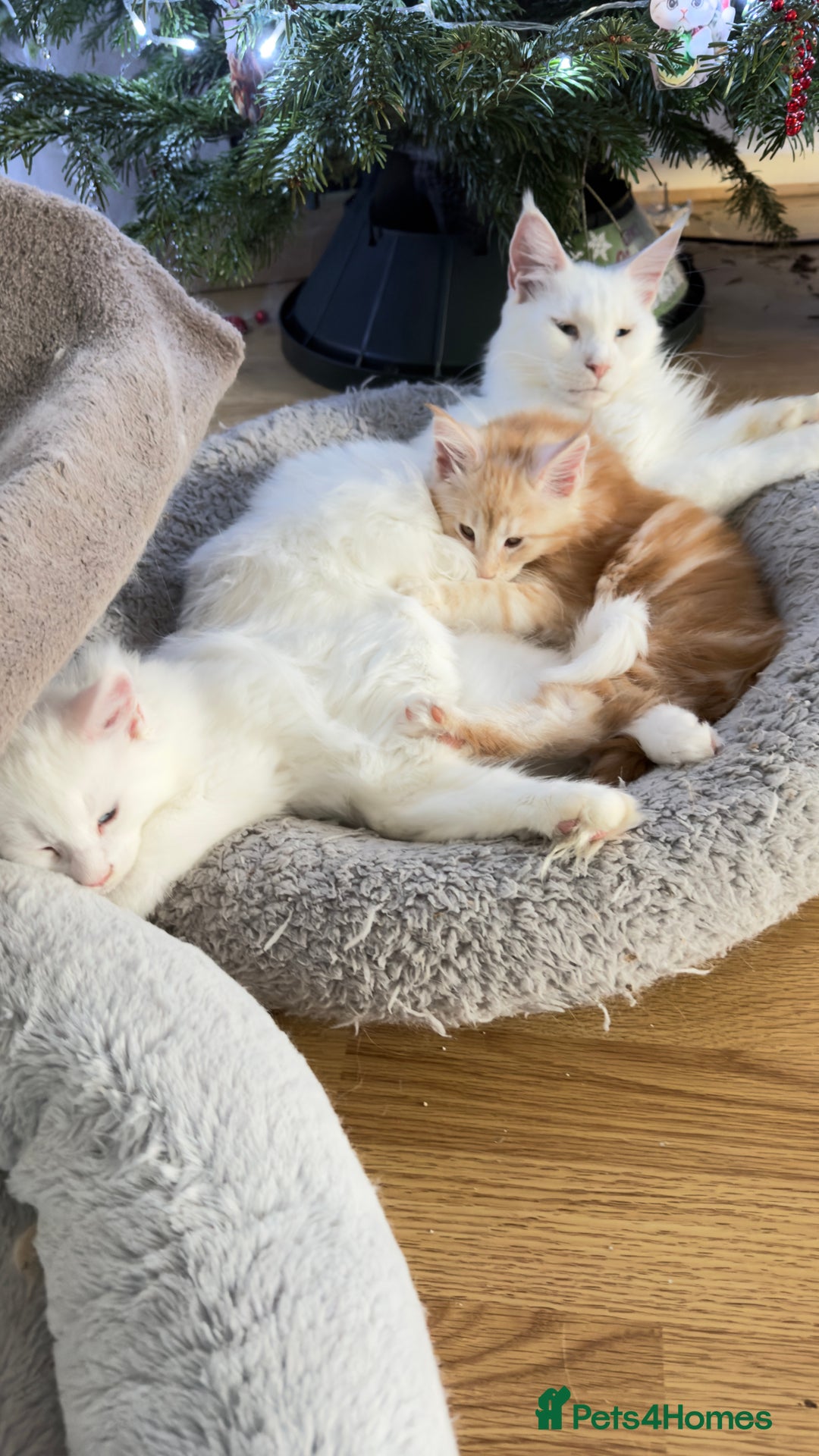 Maine Coon cats for sale: Cute Main Coon kittens from purebred parents  - Advert 3