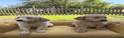 Mixed Breed dogs for sale: Magnificent blonde wolf dog puppies golden sarloos - Advert 27