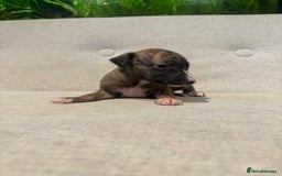 Whippet dogs for sale: KC Registered Whippet Puppies - Image 10