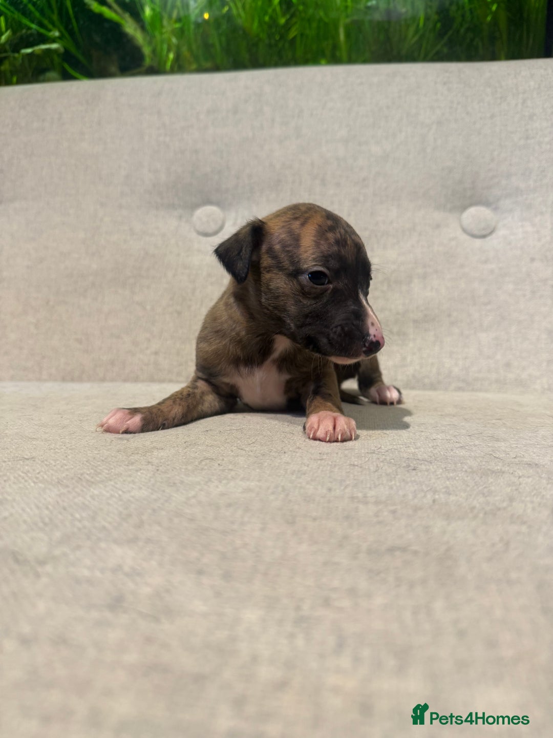 Whippet dogs for sale: KC Registered Whippet Puppies - Image 10