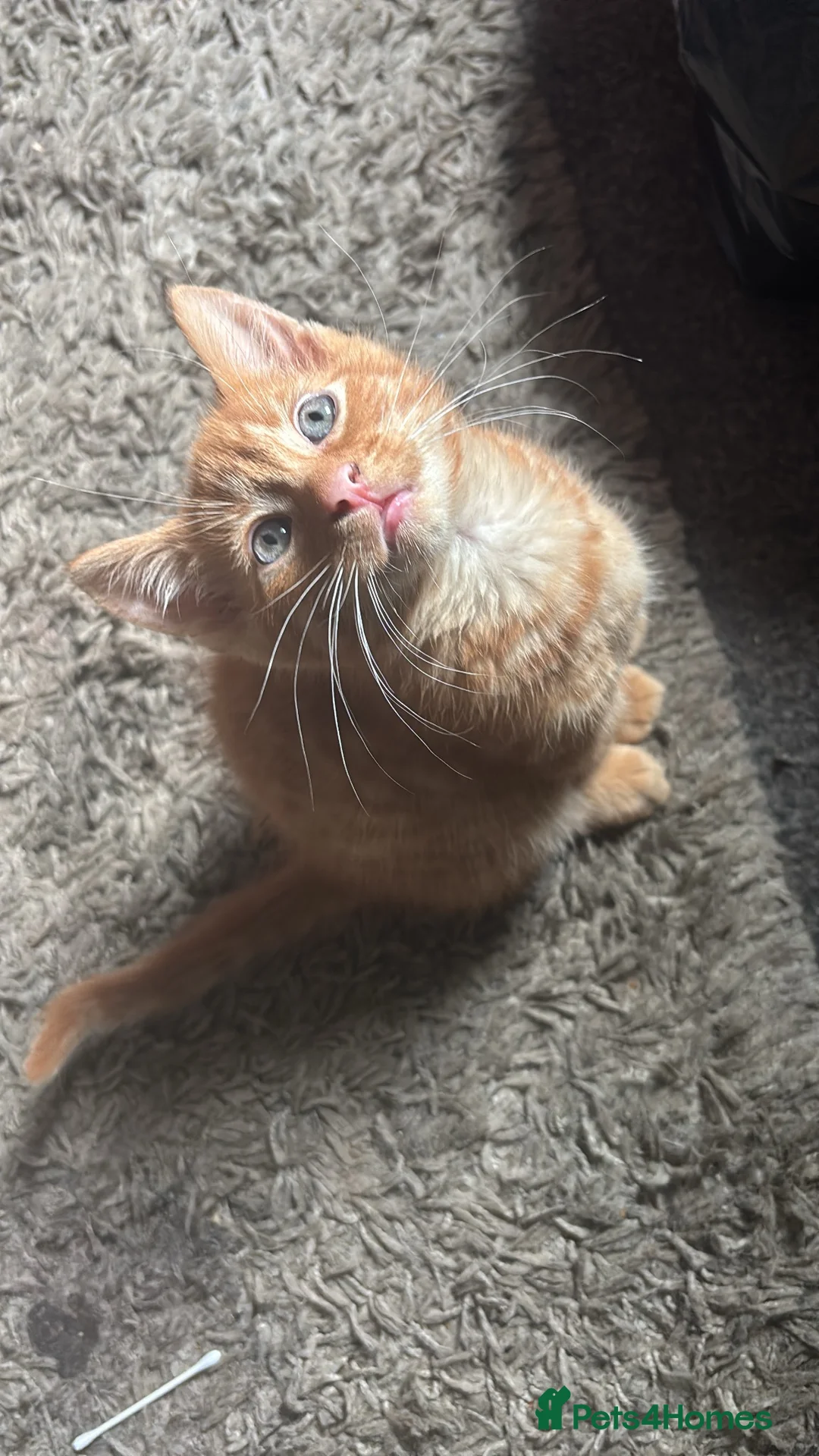 Mixed Breed cats for sale: Gingerbaby - Advert 2