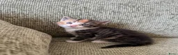 Mixed Breed cats for sale: 3 Kittens looking for their families  - Advert 5